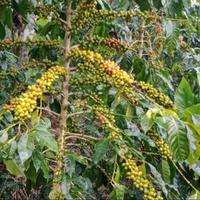 Gambar Bibit kopi unggulan arabika varietas ateng tinggi 30-40cm dari Kebun Organik Nusantara undefined 4 Tokopedia