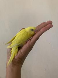 Gambar PAKET HEMAT PARKIT PAUD ANAKAN, SPET, DAN PAKAN dari Parrot Nusantara undefined 3 Tokopedia