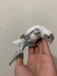 Gambar PAKET HEMAT PARKIT PAUD ANAKAN, SPET, DAN PAKAN dari Parrot Nusantara undefined 2 Tokopedia