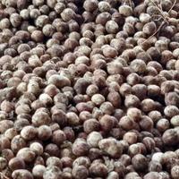 Gambar Kacang Bogor (Mentah) 1kg dari Rumbo Sayur undefined 1 Tokopedia