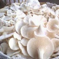 Gambar Jamur Tiram dari Gerobak Sayur undefined 3 Tokopedia