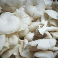 Gambar Jamur Tiram dari Gerobak Sayur undefined 2 Tokopedia