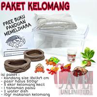 Gambar Mainan edukasi anak paket kelomang umang keong kumang keong Medium dari reptilestore.id undefined 2 Tokopedia