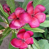 Gambar Bibit Stek Plumeria Black Ruby Unik Baru dari BibitOnlines undefined 1 Tokopedia