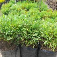 Gambar Tanaman Pohon Bambu Mini / Bambu Mikro / Bambu Micro / Micro Bamboo Plant / Sasa Pygmaea Bamboo Dwarf / Lucky Micro Bamboo dari Rocketfield Plantary undefined 4 Tokopedia