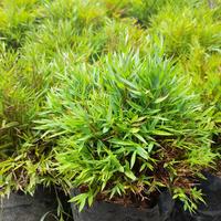 Gambar Tanaman Pohon Bambu Mini / Bambu Mikro / Bambu Micro / Micro Bamboo Plant / Sasa Pygmaea Bamboo Dwarf / Lucky Micro Bamboo dari Rocketfield Plantary undefined 3 Tokopedia
