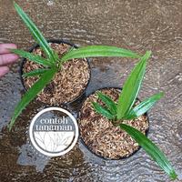 Gambar Anthurium Bakeri dari Contoh Tanaman undefined 2 Tokopedia