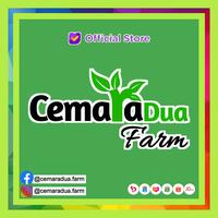 Gambar Tanaman Sirih Cina Ketumpang Air Suruhan 50 gram dari Cemara Dua Farm undefined 3 Tokopedia