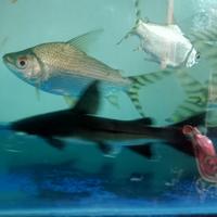 Gambar Metamorfofish - Ikan papua shark dari METAMORFOFISH undefined 3 Tokopedia