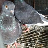 Gambar BURUNG DARA dari SBSGRUP undefined 3 Tokopedia