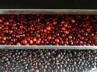 Gambar Kopi Arabika Manglayang (Espresso Base) - Biji, 100 gram dari KAUL KOPI - COFFEE ROASTER undefined 2 Tokopedia