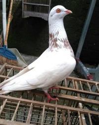 Gambar New Burung Dara Merpati Hidup Jantan Size Indukan dari Adawiyatul46 undefined 3 Tokopedia