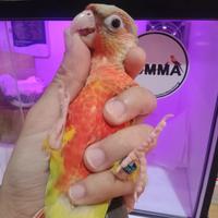 Gambar Burung pineapple conure red factor super jinak dari jummapets undefined 1 Tokopedia