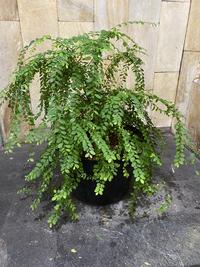 Gambar Tanaman Hias Ekor Merak Panjang Daun 20-30cm dari Little Bali Landscape undefined 5 Tokopedia