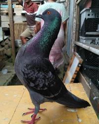 Gambar New Burung Dara Merpati Hidup Jantan Size Indukan dari Adawiyatul46 undefined 2 Tokopedia