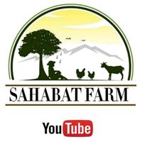 Gambar Telur Tetas Fertil Fresh Ayam ELBA - Petelur Kampung Handal dari PUSAT_TELUR_VERTIL undefined 2 Tokopedia
