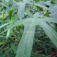 Gambar daun gedi,daun sampe Dedi, pepaya Jepang segar obat herbal per 100gram dari toko organik pnd undefined 1 Tokopedia