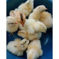 Gambar Telur Tetas Fertil Fresh Ayam ELBA - Petelur Kampung Handal dari PUSAT_TELUR_VERTIL undefined 1 Tokopedia