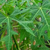 Gambar daun gedi,daun sampe Dedi, pepaya Jepang segar obat herbal per 100gram dari toko organik pnd undefined 2 Tokopedia