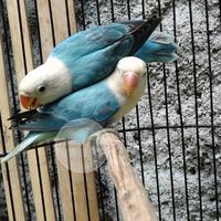 Gambar Burung Lovebird Adeevapoint Biola Blue paud | Lakbet Bio Blue Sepasang dari Adeevapoint undefined 2 Tokopedia