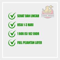 Gambar DOC Anak Ayam Pejantan Layer dari Tono Merii undefined 5 Tokopedia