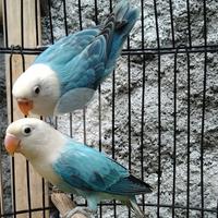 Gambar Burung Lovebird Adeevapoint Biola Blue paud | Lakbet Bio Blue Sepasang dari Adeevapoint undefined 1 Tokopedia