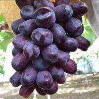 Gambar Bibit Anggur Import Black Sine Muscat dari PusatBibitTanamanID undefined 1 Tokopedia