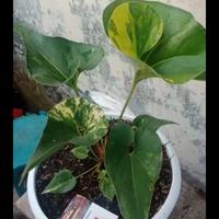 Gambar anthurium corong varigata dari zavier flower's undefined 4 Tokopedia