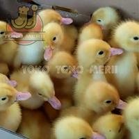 Gambar DOD Anak Bebek Peking dari Tono Merii undefined 4 Tokopedia