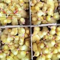 Gambar DOD Anak Bebek Peking dari Tono Merii undefined 5 Tokopedia