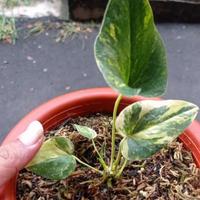 Gambar anthurium corong varigata dari zavier flower's undefined 1 Tokopedia