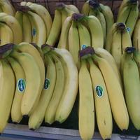 Gambar Pisang Sunpride / Buah Segar 1-kg dari ONSEDA undefined 2 Tokopedia