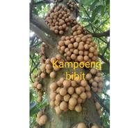 Gambar Bibit tanaman buah kepel kepel terlaris dari Florist Nursery undefined 1 Tokopedia