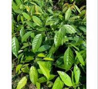 Gambar Bibit tanaman buah kepel kepel terlaris dari Florist Nursery undefined 2 Tokopedia