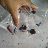 Gambar ikan cupang halfmoon dari luak kampus petshop undefined 3 Tokopedia