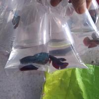Gambar ikan cupang halfmoon dari luak kampus petshop undefined 5 Tokopedia