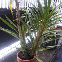 Gambar Anggrek Grammatophyllum Speciosum sp / Anggrek Tebu dari Kolam Anggrek undefined 4 Tokopedia
