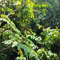 Gambar Daun Kelor Segar dari Syasya Agency undefined 1 Tokopedia