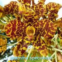 Gambar Anggrek Grammatophyllum Speciosum sp / Anggrek Tebu dari Kolam Anggrek undefined 2 Tokopedia