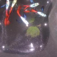 Gambar Hiasan Akuarium/ikan guppy hias/PRTDE/INDUKAN/Sepasang/Siap Breed dari Pojok Bukit Ceria undefined 2 Tokopedia