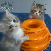 Gambar Mainan Kucing Tower of Tracks Bola Tingkat Interaktif Cat Kitten Toys - Orange dari EZ PETSHOP undefined 5 Tokopedia