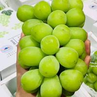 Gambar bibit anggur import varietas SHINE MUSCAT dari pusatgrosirbibitt undefined 1 Tokopedia