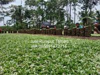 Gambar rumput gajah mini tulungagung, beli rumput gajah mini di tulungagung dari rumput gajah mini 10rb undefined 1 Tokopedia