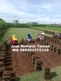Gambar jual rumput jepang di jogja rumput golf di jogja dari rumput gajah mini 10rb undefined 4 Tokopedia