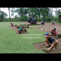 Gambar rumput gajah mini tulungagung, beli rumput gajah mini di tulungagung dari rumput gajah mini 10rb undefined 2 Tokopedia