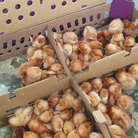 Gambar Bibit Ayam Petelur - Doc Ayam Petelur - Anak Ayam Petelur dari betta center_NEW undefined 1 Tokopedia