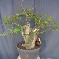 Gambar bonsai serut jadi model groak batang tua dari NauraStarShop undefined 1 Tokopedia