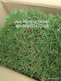 Gambar jual rumput jepang di jogja rumput golf di jogja dari rumput gajah mini 10rb undefined 2 Tokopedia