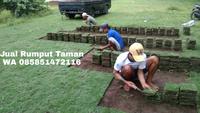 Gambar jual rumput jepang di jogja rumput golf di jogja dari rumput gajah mini 10rb undefined 3 Tokopedia