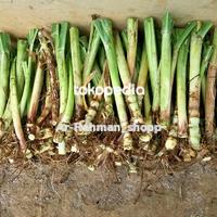Gambar Bibit Benih Tanaman Odot Super Isi 12 Pcs Panjang 10-15 Cm Pakan Kambing Ready Stok dari Rzshopp15 undefined 2 Tokopedia